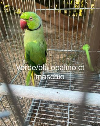 Parrocchetti dal collare