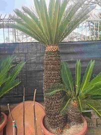 La pianta nell'immagine è una Cycas revoluta.
