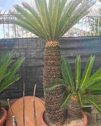 La pianta nell'immagine è una Cycas revoluta.