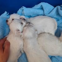 Maltesi cuccioli