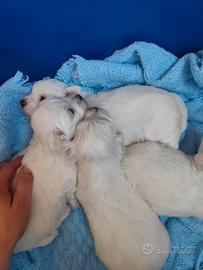 Maltesi cuccioli