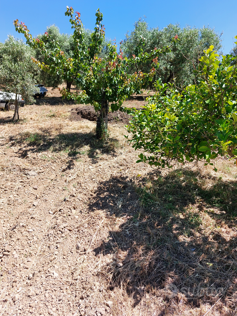 Terreno agricolo - Soleminis - Altro