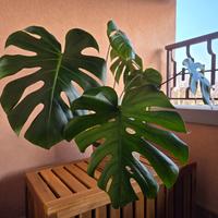 Pianta Monstera in Vaso e Portavaso