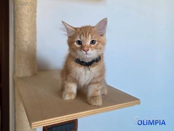 Cucciole di gatto siberiano