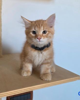 Cucciole di gatto siberiano