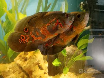 Astronotus adulti