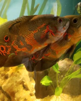 Astronotus adulti