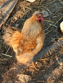 Gallo moroseta