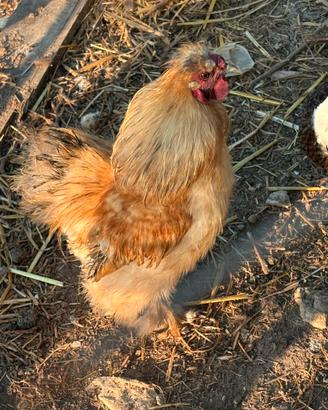 Gallo moroseta
