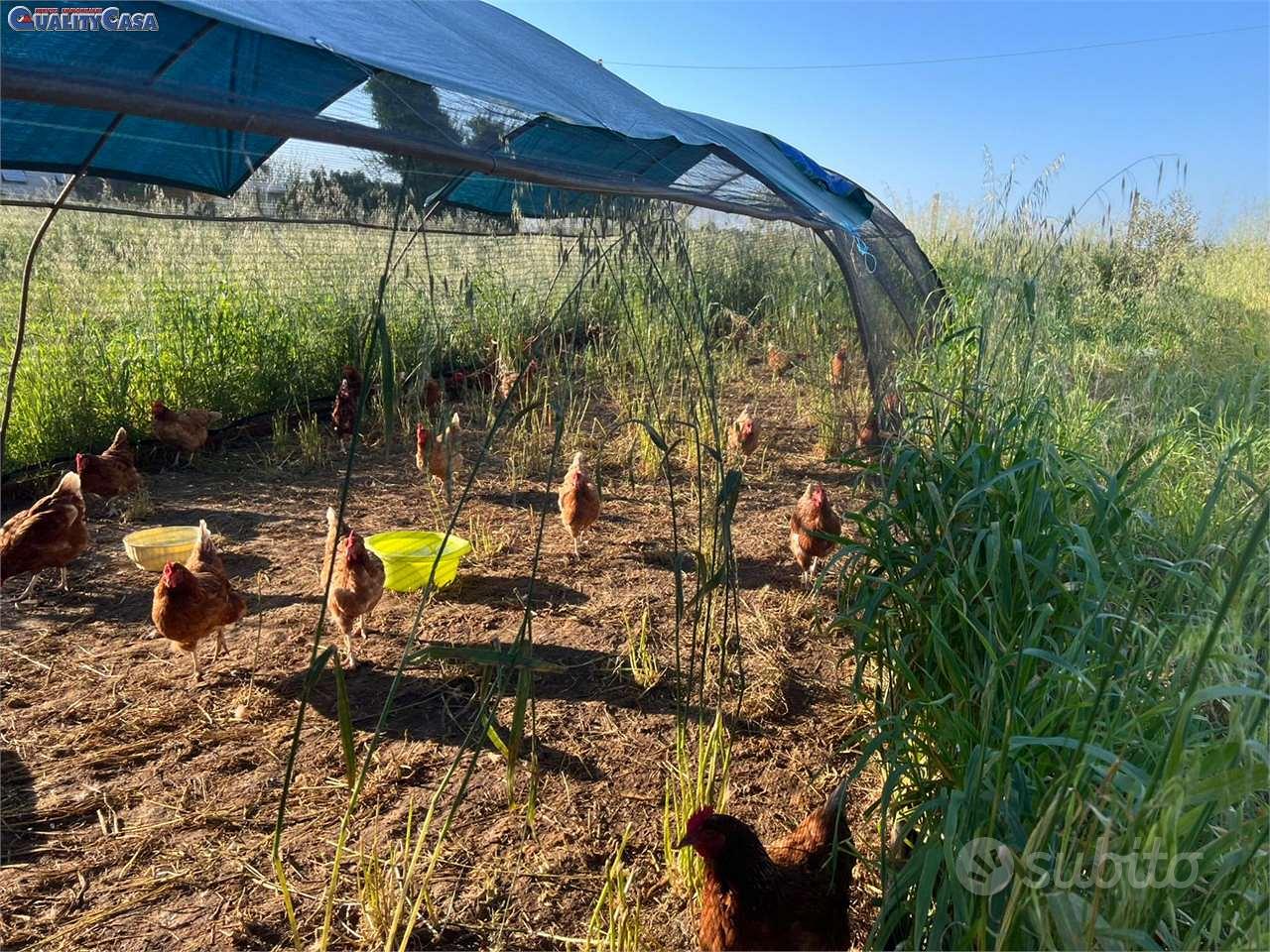 TERRENO PRONTO PER ATTIVITA AGRICOLA FALCONARA MA - Altro
