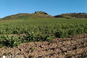 Terreno agricolo a Gela