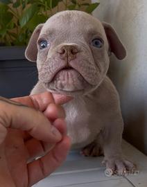 American Bully Maschio Lilac Nano