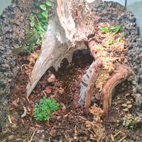 terrario exoterra 45x45x60 