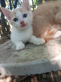 Gattini