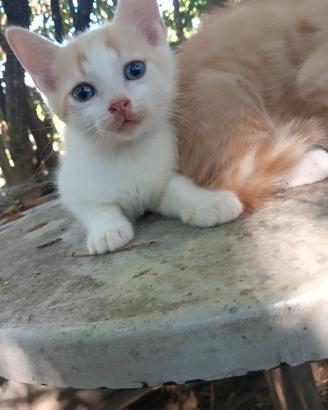 Gattini