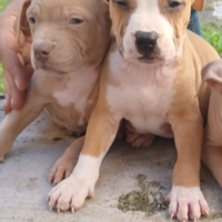 Cuccioli Pitbull american Red nose