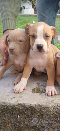 Cuccioli Pitbull american Red nose