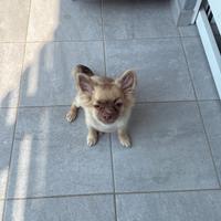 Chiuahua a pelo lungo