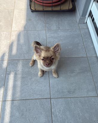 Chiuahua a pelo lungo