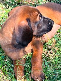 Cuccioli segugio bavarese 2 mesi
