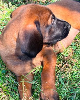 Cuccioli segugio bavarese 2 mesi