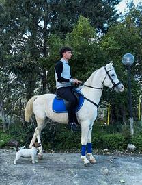 Cavallo arabo