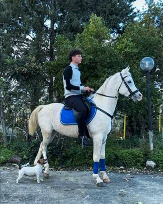Cavallo arabo