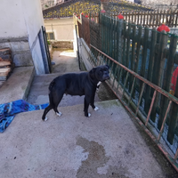 Buldogs americano femmina