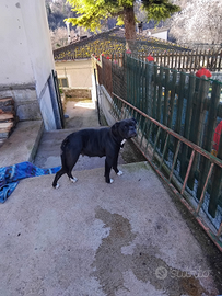 Buldogs americano femmina