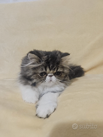 Gattina razza Persiana