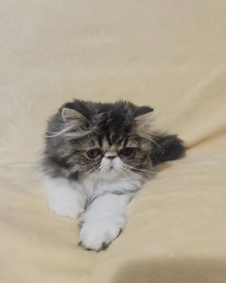 Gattina razza Persiana