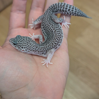 Geco Leopardino Cod 009