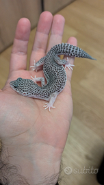 Geco Leopardino Cod 009