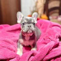 Bulldog francese Lilac tan femmina