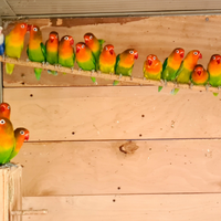 Inseparabili singoli coppie e pulli