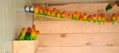 Inseparabili singoli coppie e pulli