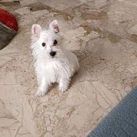 Cucciola West hegland White terrier F