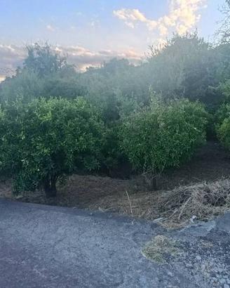 Terreno di 7000 m² a Piedimonte Etneo