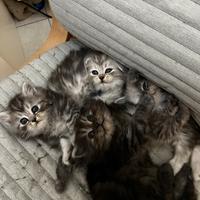 Cuccioli di Gatto Persiano