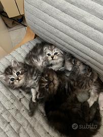 Cuccioli di Gatto Persiano