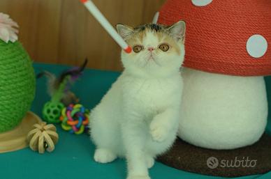Cucciola calico di gatti Exotic Shorthair
