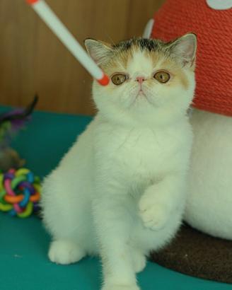 Cucciola calico di gatti Exotic Shorthair
