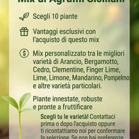 Mix di 10 Agrumi - 10 Piante a scelta 🌱
