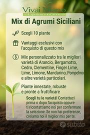 Mix di 10 Agrumi - 10 Piante a scelta 🌱