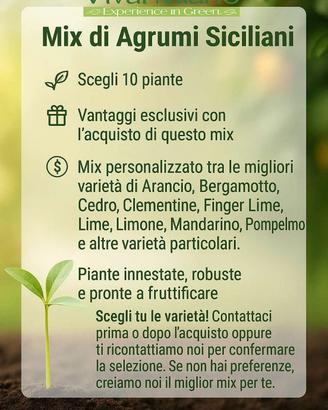 Mix di 10 Agrumi - 10 Piante a scelta 🌱
