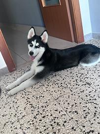 Husky siberian