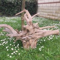 Radice legno non trattato