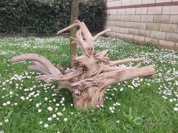 Radice legno non trattato