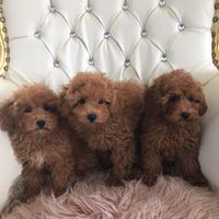 Barboncini toy e mini toy