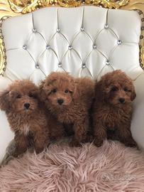 Barboncini toy e mini toy